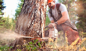 Для строительства ЖК в рамках реновации вырубят 600 деревьев нацпарка «Лосиный Остров»
