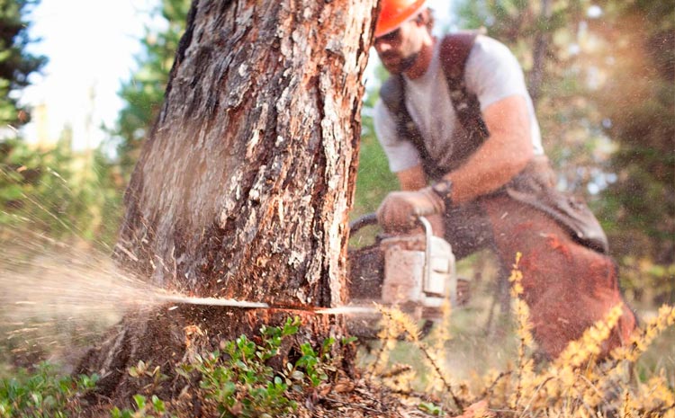 Для строительства ЖК в рамках реновации вырубят 600 деревьев нацпарка «Лосиный Остров»