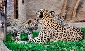 «РГ-Девелопмент» вносит вклад в сохранение популяции леопарда и популяризации экологических инициатив