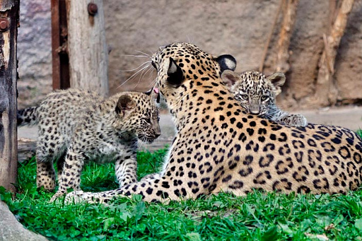 «РГ-Девелопмент» вносит вклад в сохранение популяции леопарда и популяризации экологических инициатив
