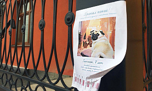 Необычные объявления от имени домашних животных появились на улицах Подмосковья